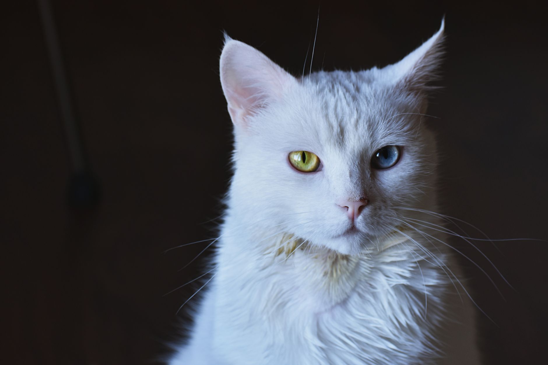 Stunning close-up of a white cat with striking heterochromia eyes. — All You Need to Know About Vehicle Suspension